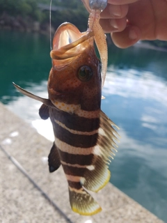 アオハタの釣果