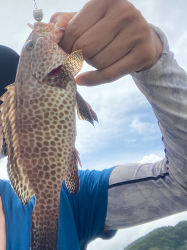 オオモンハタの釣果