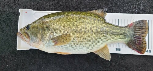 ブラックバスの釣果