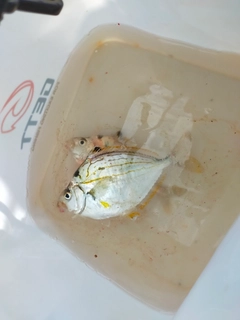 ヒイラギの釣果