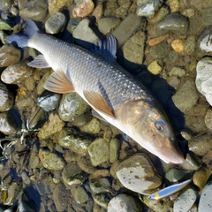 ニゴイの釣果