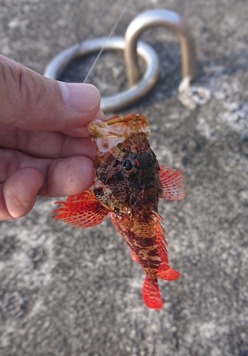 カサゴの釣果