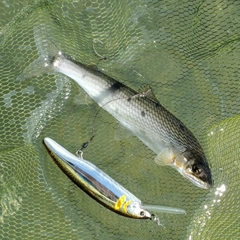 アユの釣果