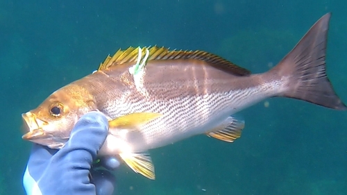 イサキの釣果