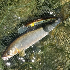 アユの釣果