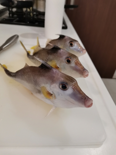 ギマの釣果