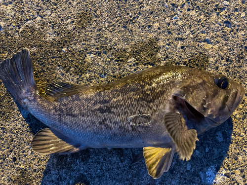 ソイの釣果