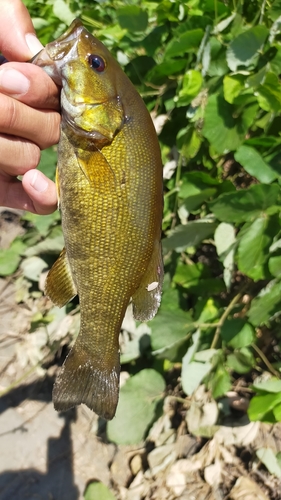 スモールマウスバスの釣果