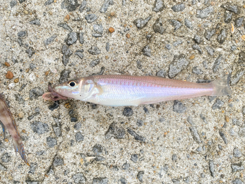 シロギスの釣果