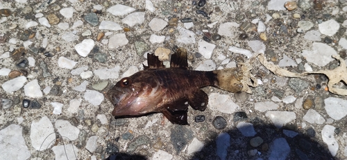 クロイシモチの釣果