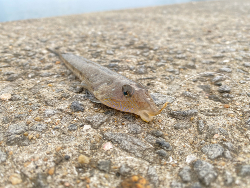 ネズミゴチの釣果