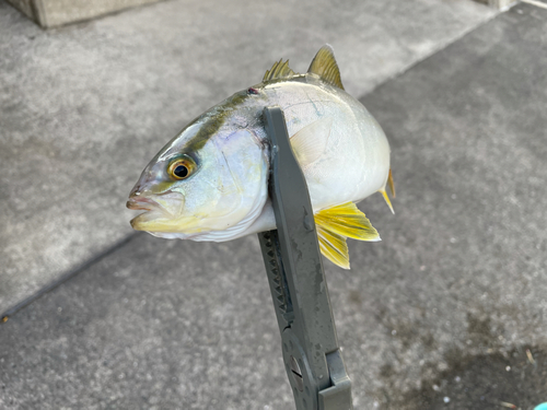 ショゴの釣果