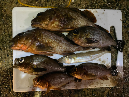 メバルの釣果