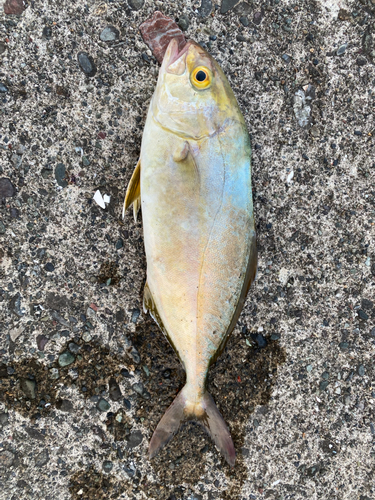 ショゴの釣果