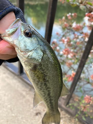 ラージマウスバスの釣果