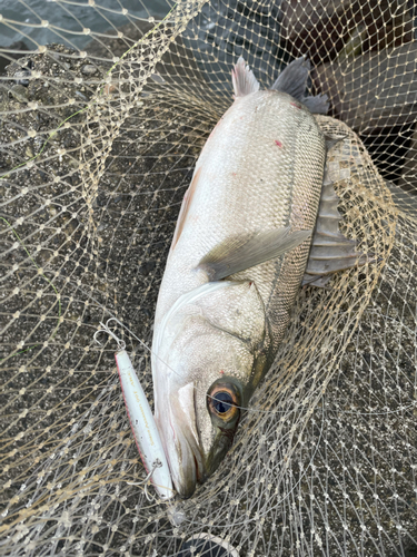 スズキの釣果