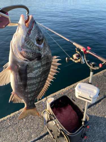 チヌの釣果