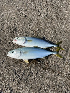 ワカシの釣果