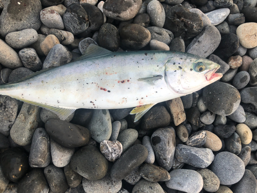 ワカシの釣果