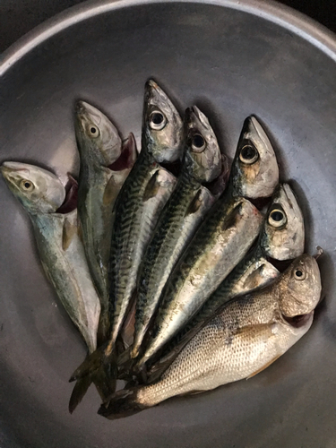 ショゴの釣果