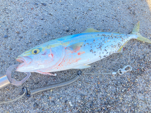 ワカシの釣果