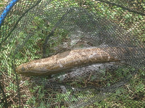 ライギョの釣果