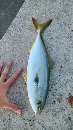 ツバスの釣果