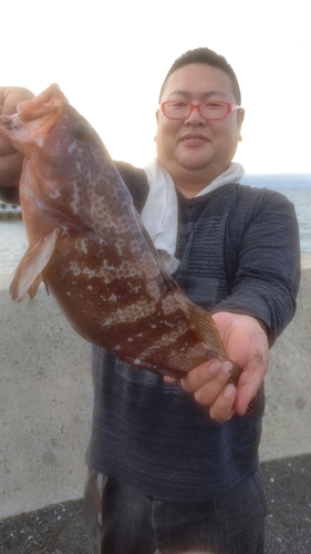 アコウの釣果