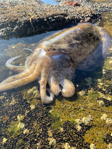 コウイカの釣果