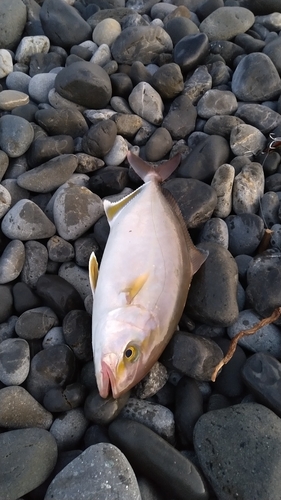 ショゴの釣果