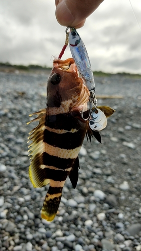 アオハタの釣果