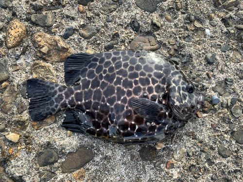 イシガキダイの釣果