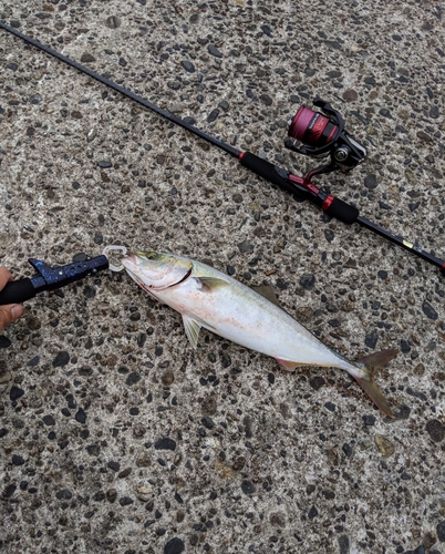 イナダの釣果