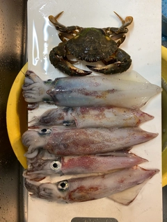 ケンサキイカの釣果