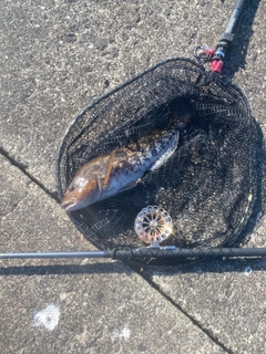 アブラコの釣果