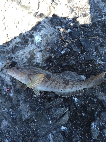 アイナメの釣果