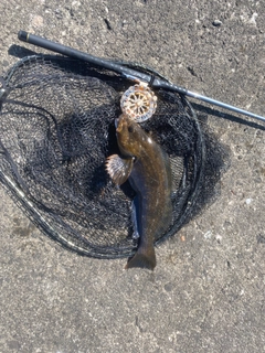 シマゾイの釣果
