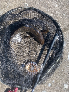 アブラコの釣果