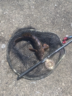 アブラコの釣果