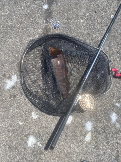 アブラコの釣果