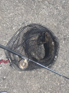アブラコの釣果