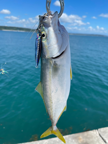 ワカナゴの釣果