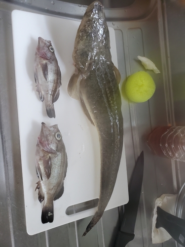 マゴチの釣果