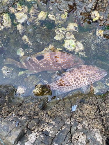 オオモンハタの釣果