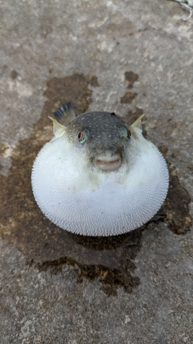 フグの釣果