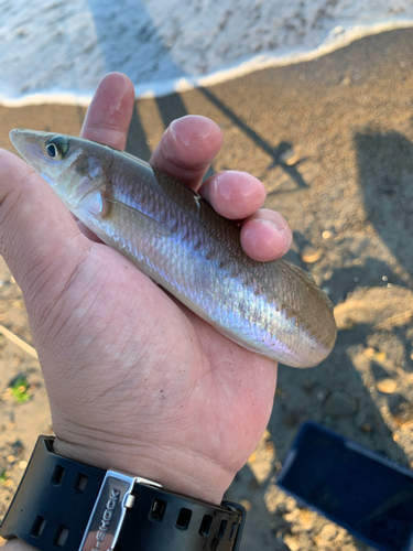 キスの釣果