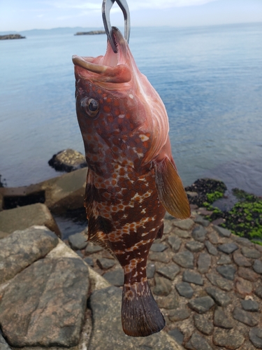 キジハタの釣果