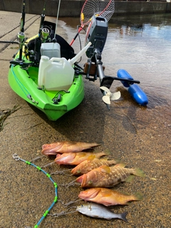 キジハタの釣果