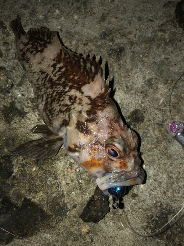 オウゴンムラソイの釣果