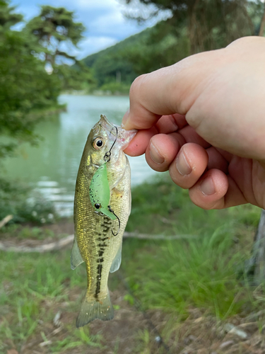 ラージマウスバスの釣果